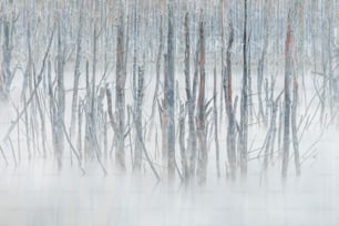 a forest filled with lots of trees covered in snow