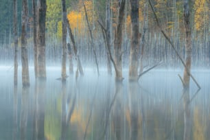 a group of trees that are in the water