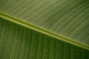 a close up of a large green leaf