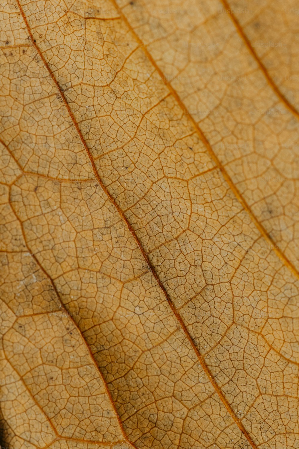 a close up view of a leaf's texture