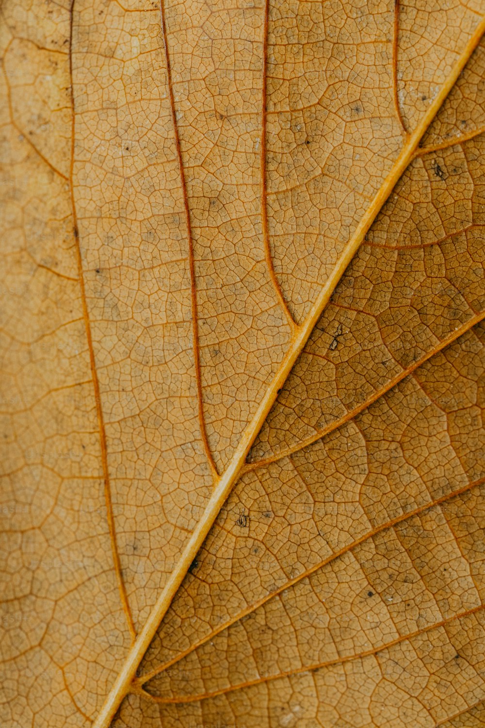 a close up of a leaf's texture