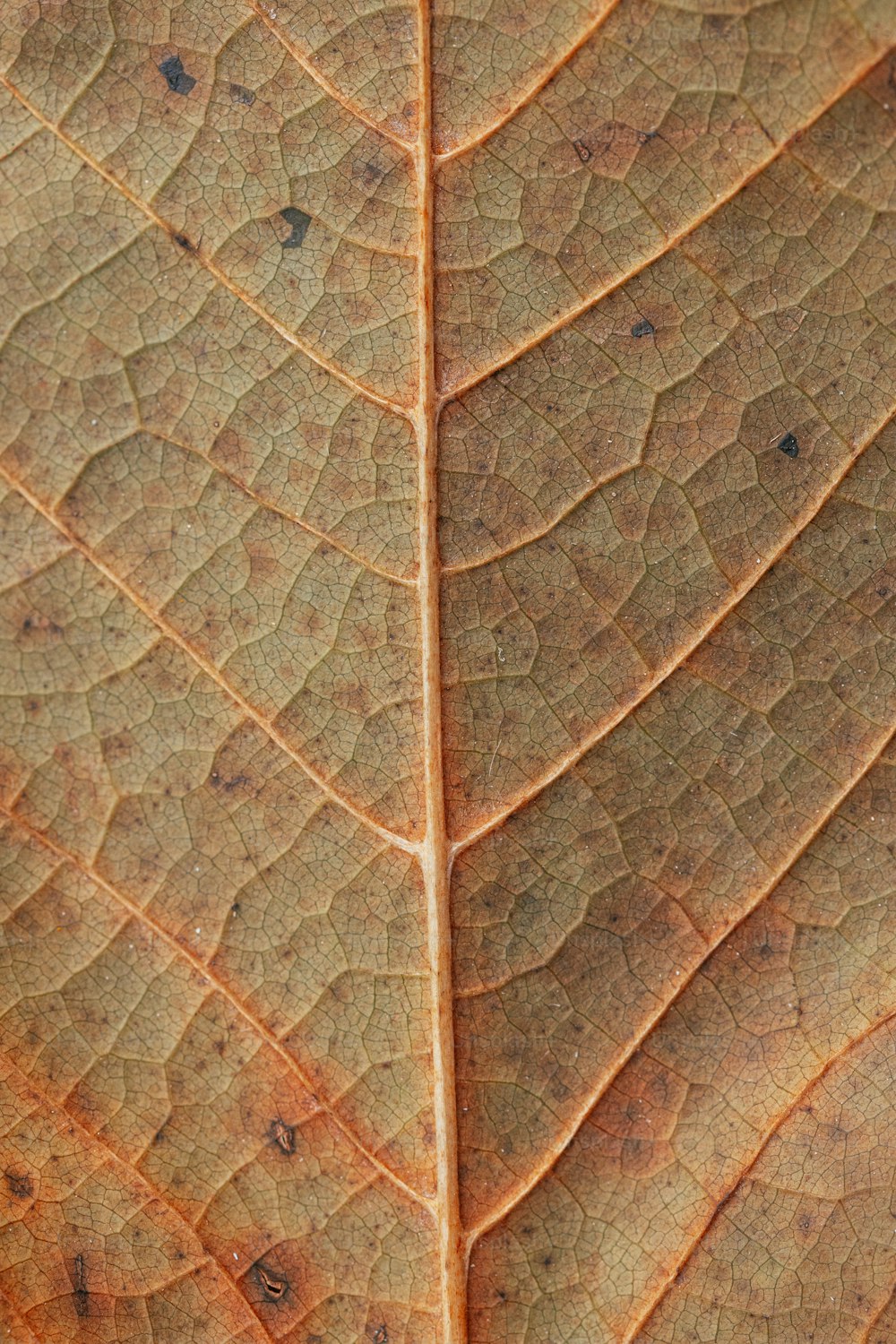 a close up of a leaf with brown spots