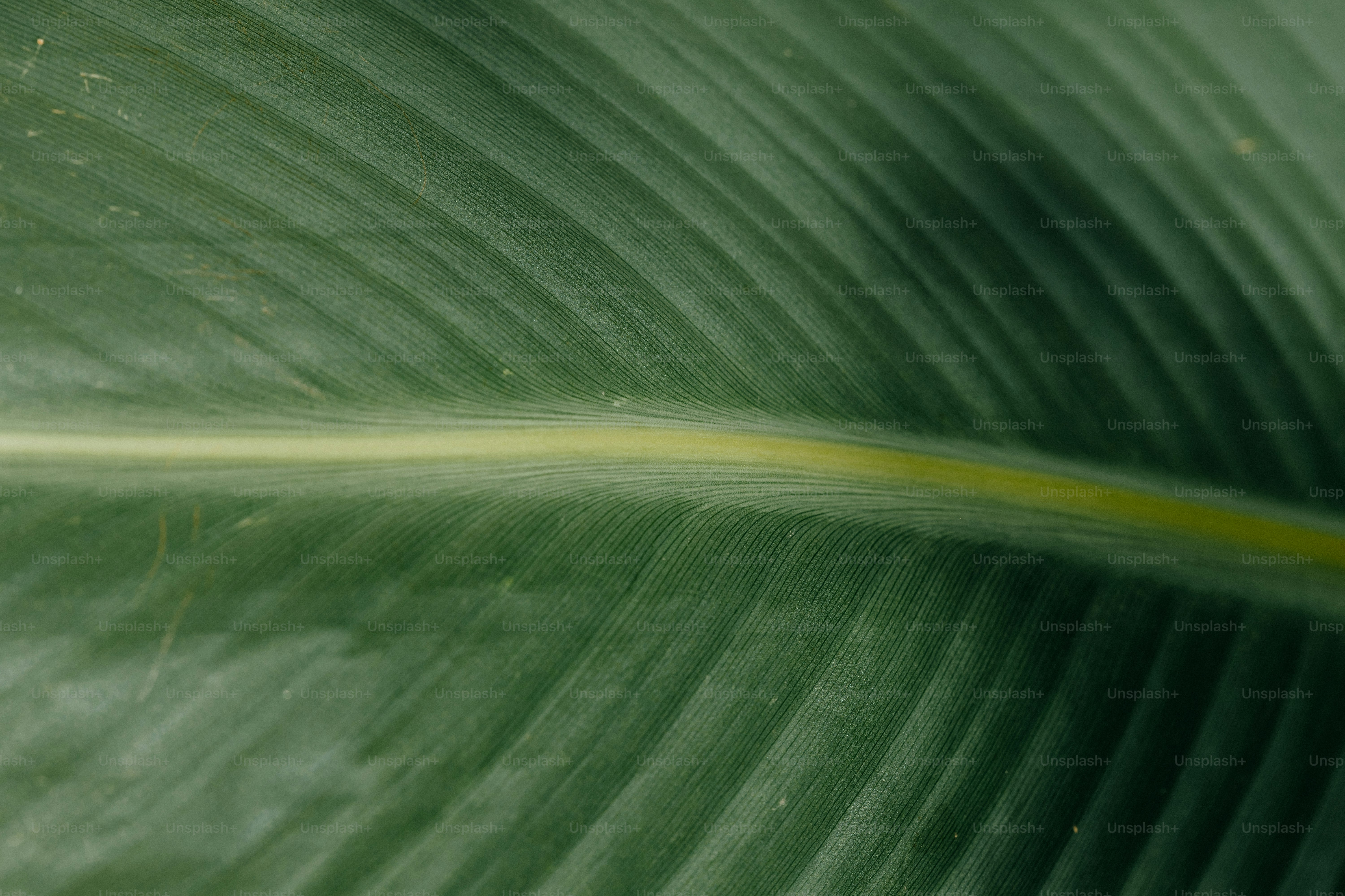 a close up of a large green leaf