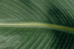 Nahaufnahme eines großen grünen Blattes