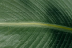 un primo piano di una grande foglia verde