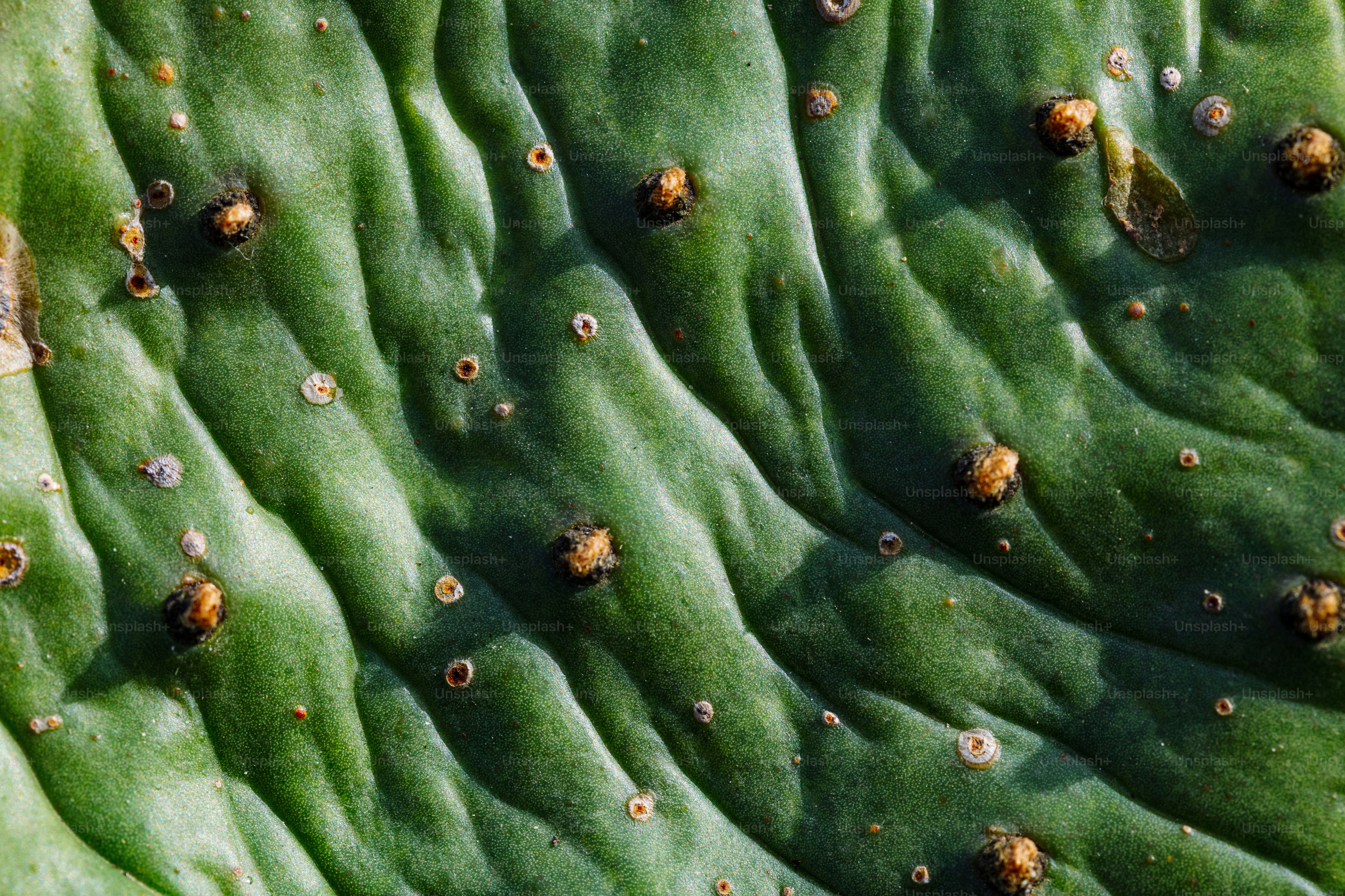 A close up of a green plant with tiny bugs on it photo – Texture Image ...