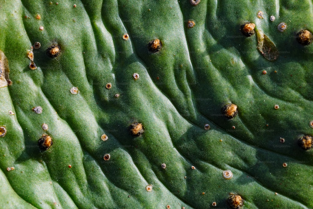 a close up of a green plant with tiny bugs on it