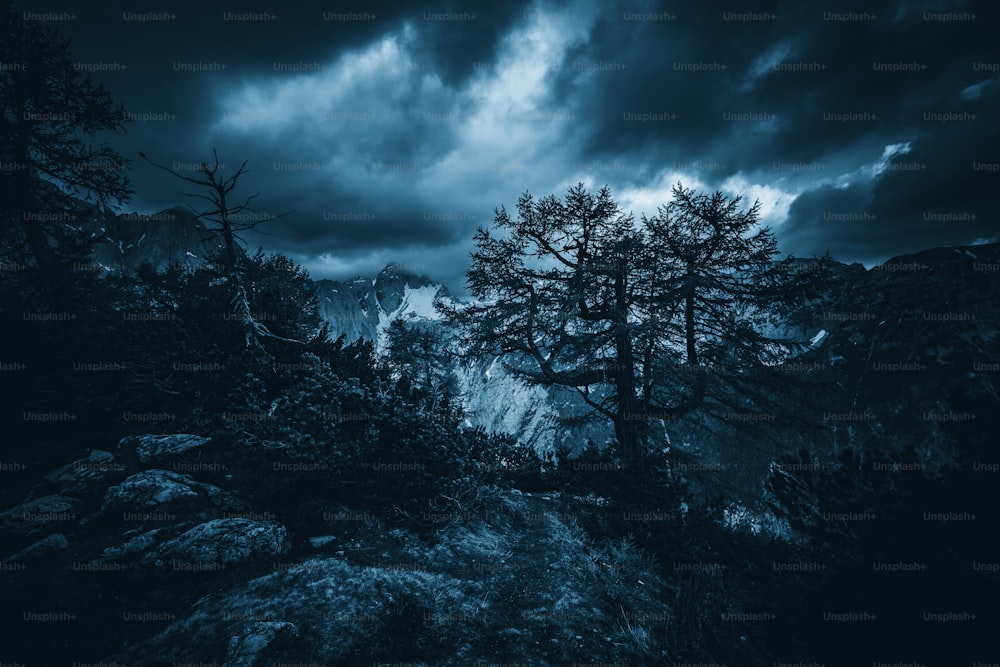 a black and white photo of some trees and mountains