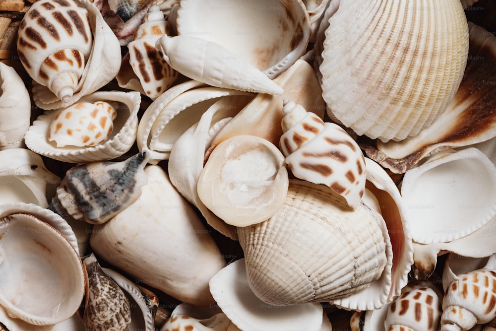 a pile of sea shells sitting on top of each other