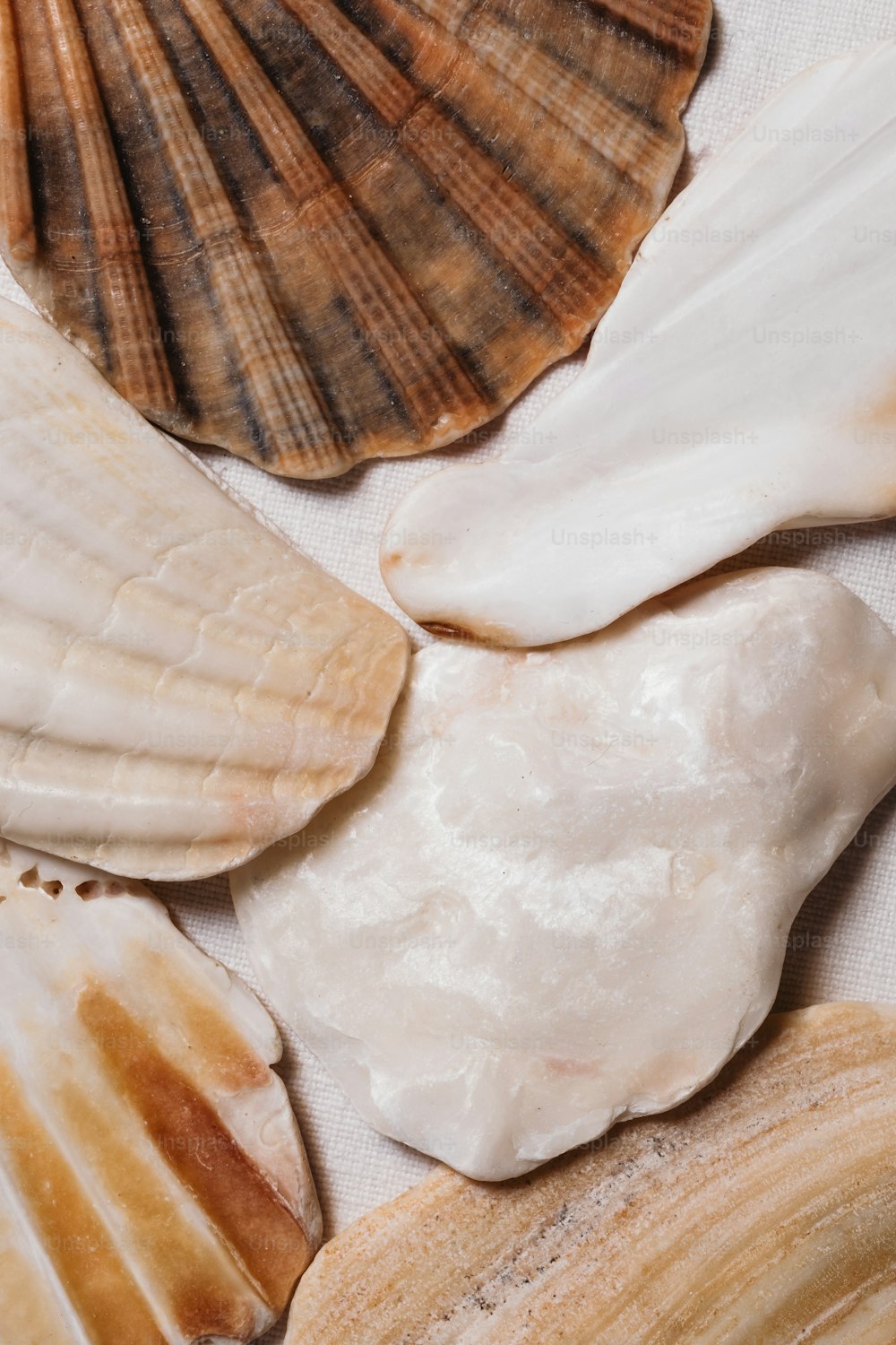 um grupo de conchas marinhas em uma superfície branca