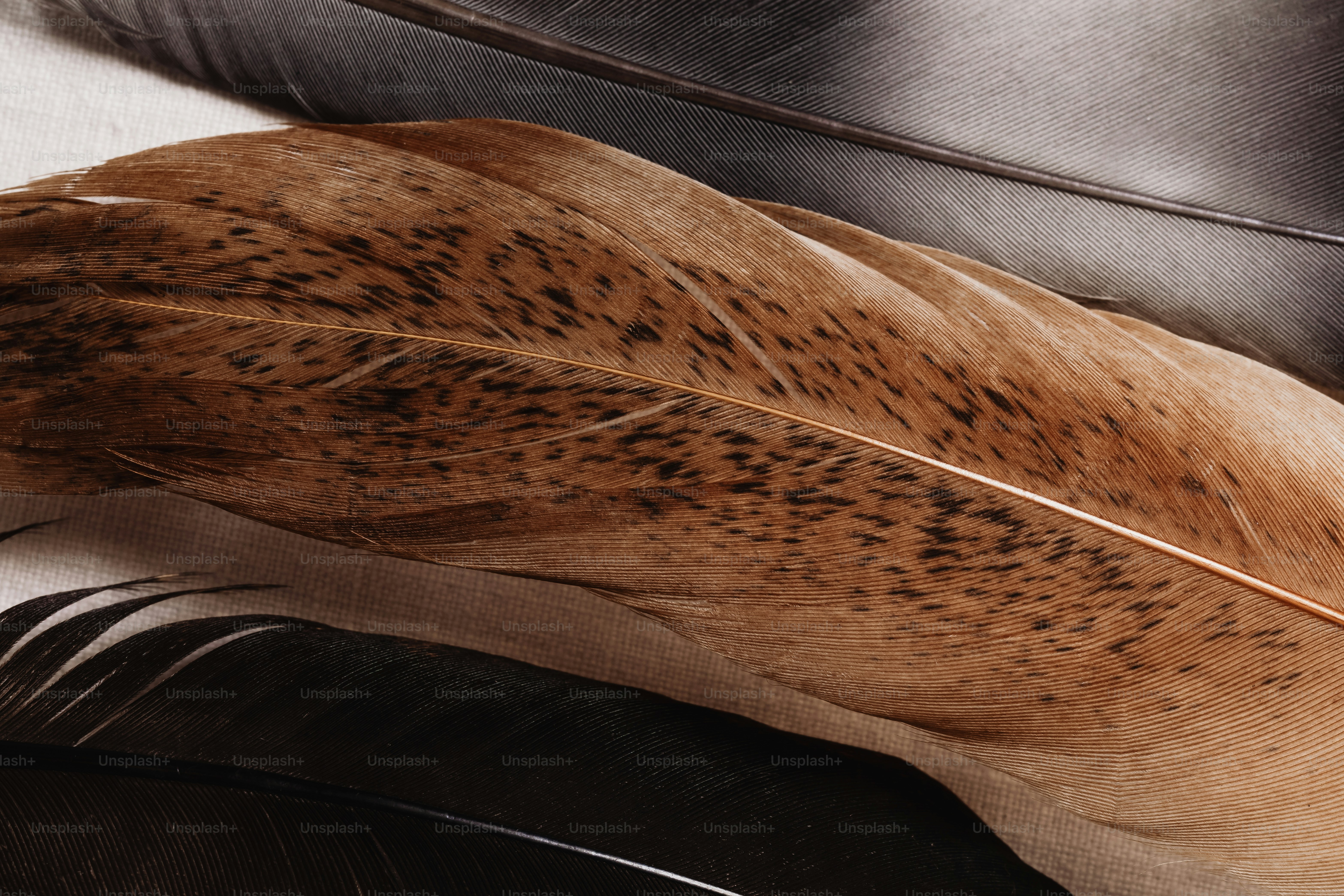 a close up of a feather on a table