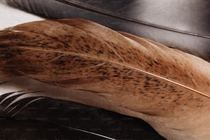 a close up of a feather on a table