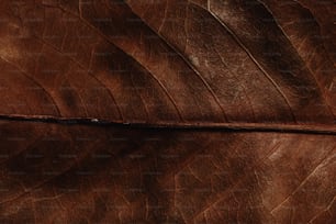a close up view of a brown leaf