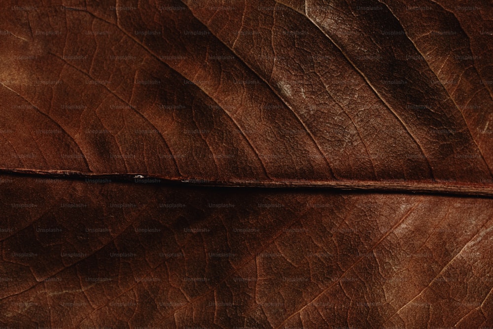 a close up view of a brown leaf