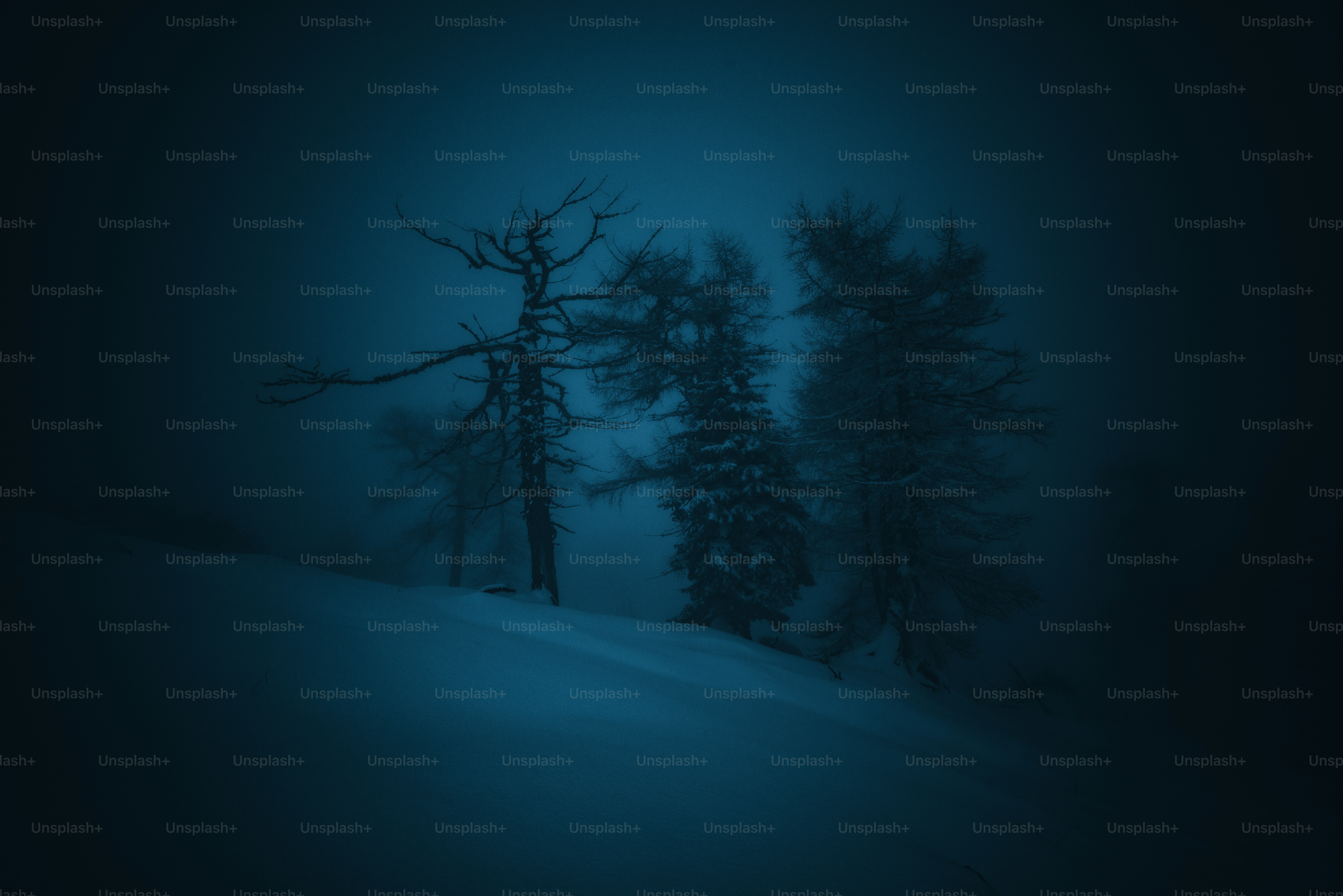 멀리 나무가 있는 안개 낀 밤 사진 – Unsplash의 배경화면 이미지, image size:3000x2002