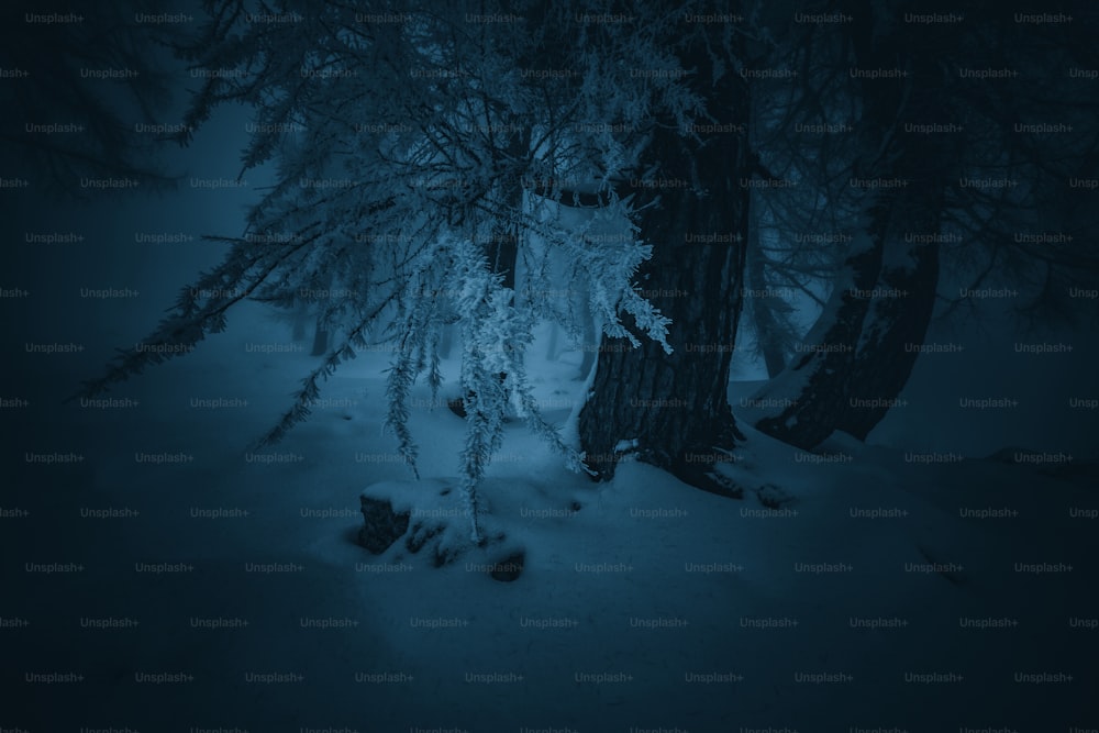 a dark forest filled with lots of trees covered in snow