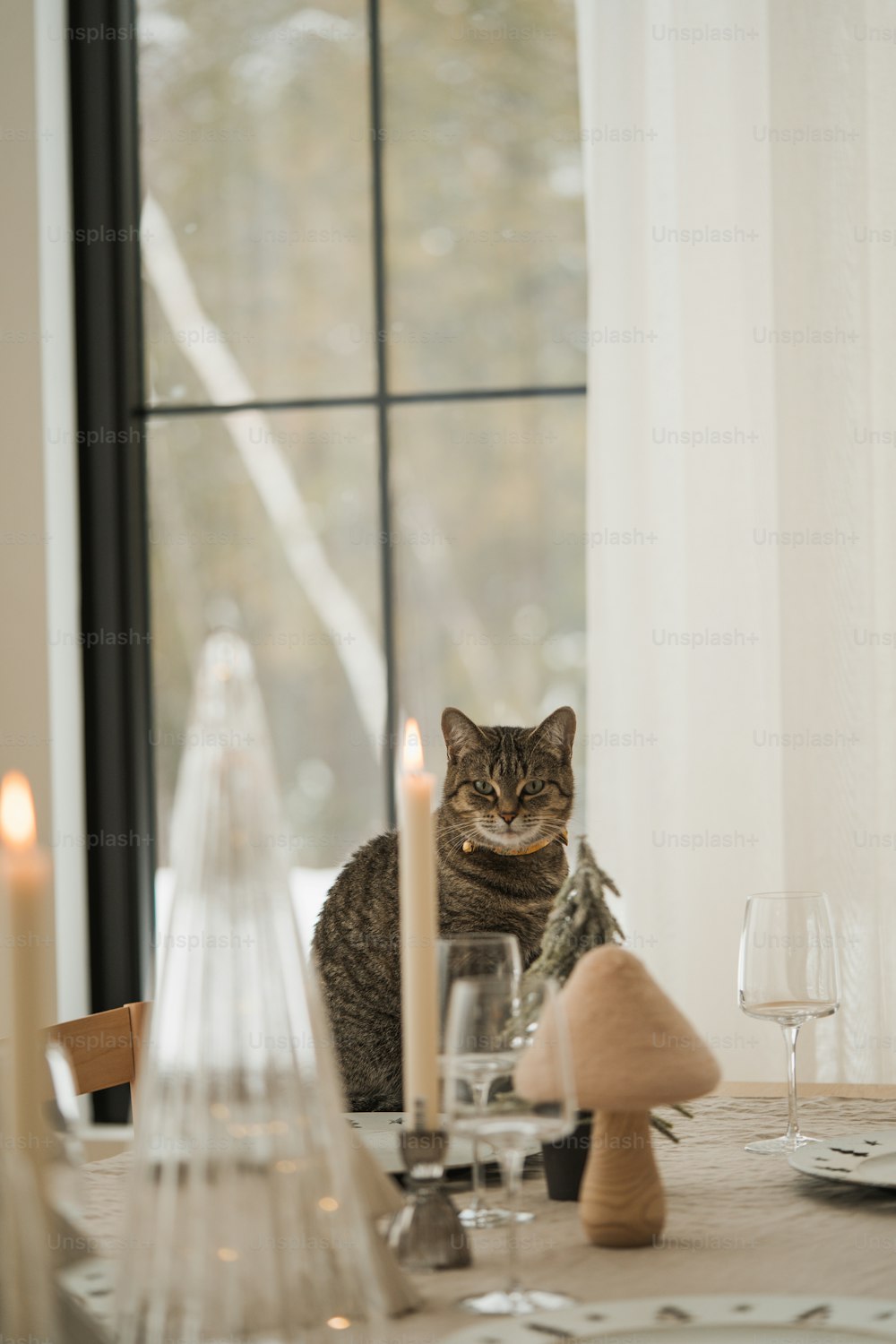 Eine Katze sitzt auf einem Tisch mit einer Kerze