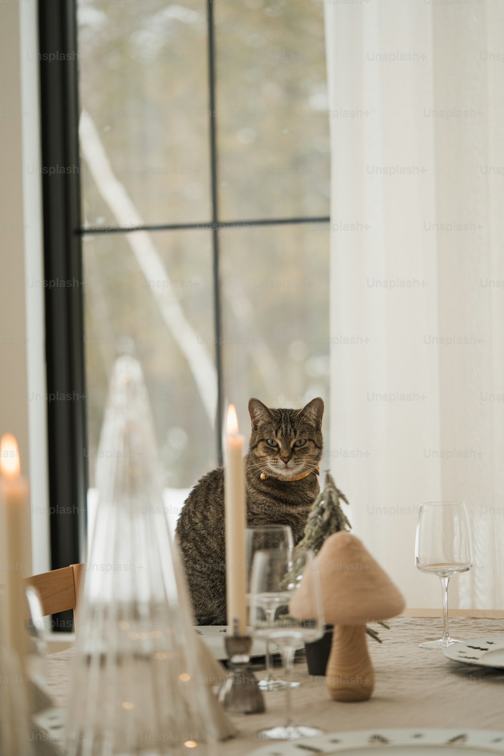 a cat is sitting on a table with a candle