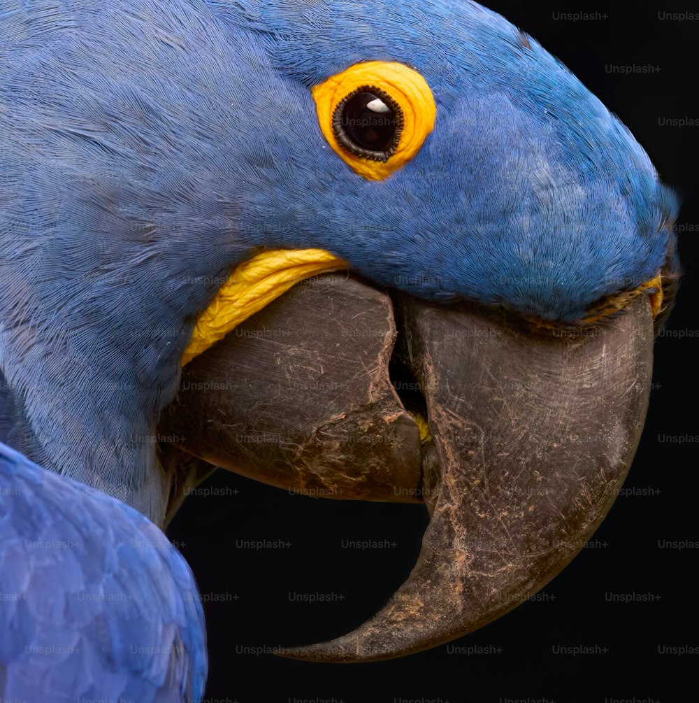 a close up of a blue parrot with a yellow beak