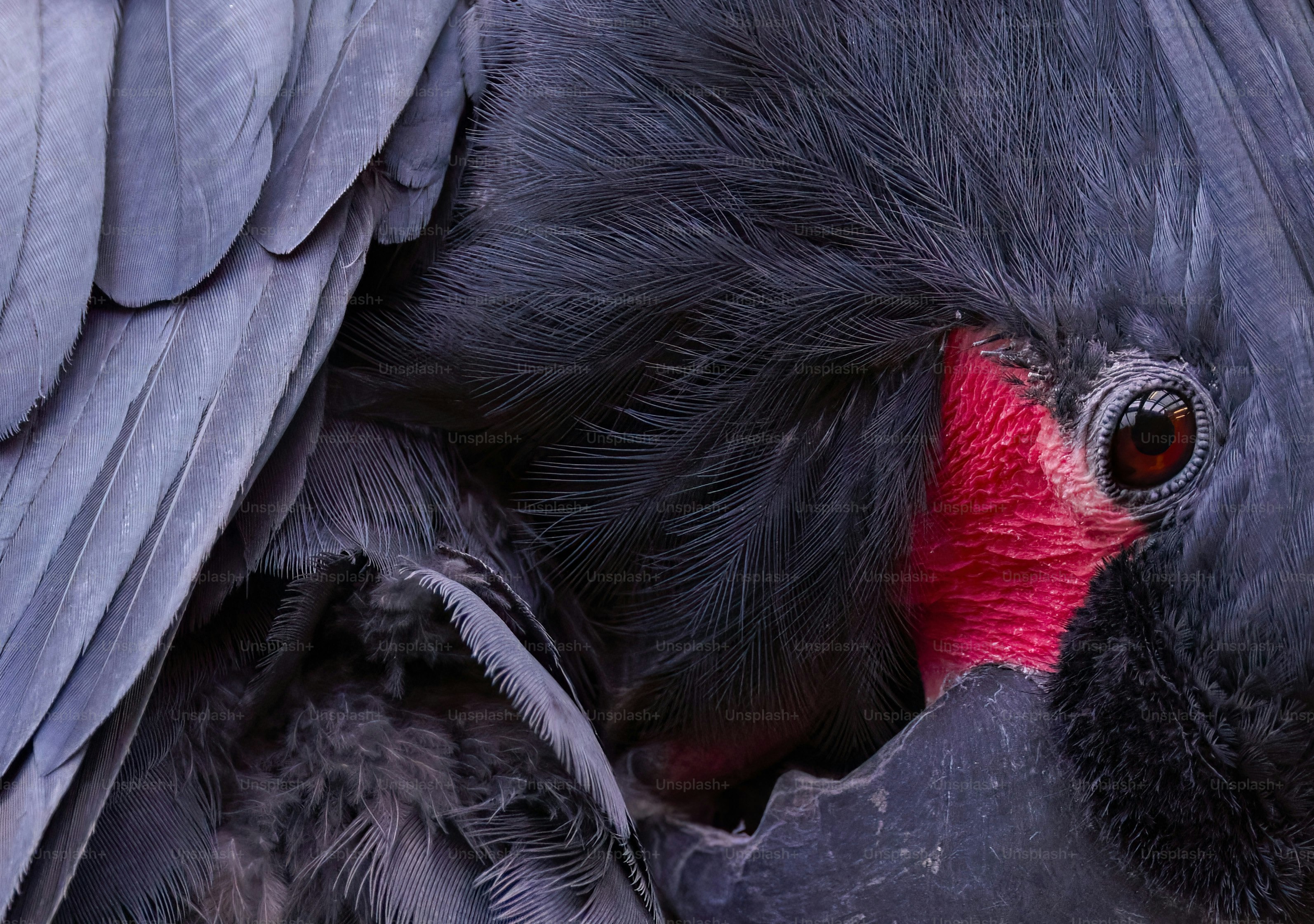 Un primo piano di un uccello nero con un becco rosso foto – Immagine di  Trama su Unsplash, image size:3000x2109