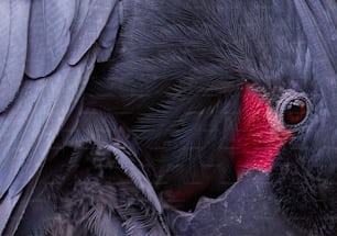 Eine Nahaufnahme eines schwarzen Vogels mit rotem Schnabel