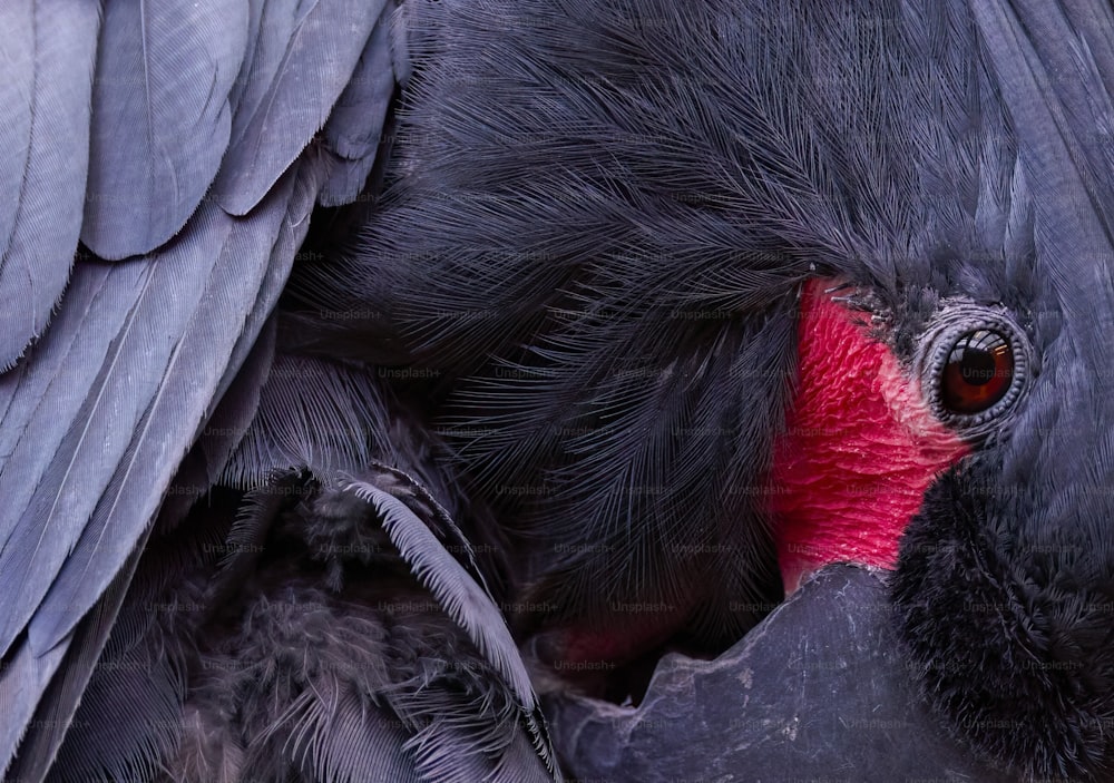 a close up of a black bird with a red beak