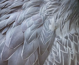 um close up das penas de um grande pássaro