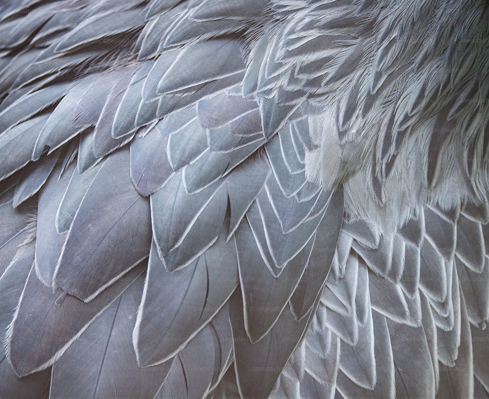 Un primer plano de las plumas de un pájaro grande