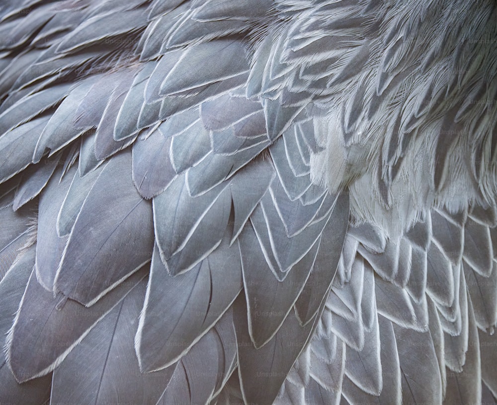 a close up of a large bird's feathers