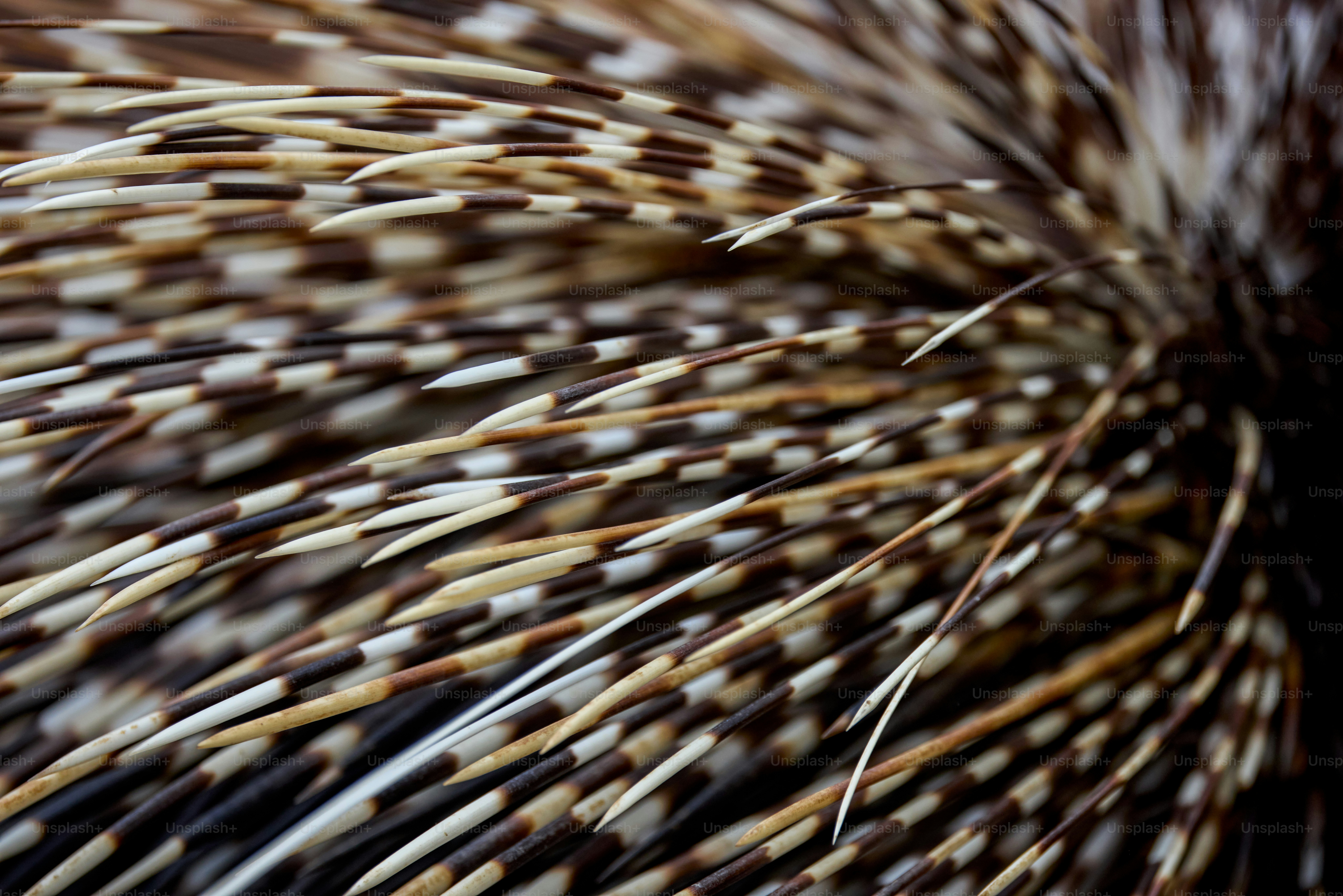 a close up of a bunch of brown and white feathers
