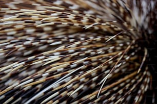 um close up de um monte de penas marrons e brancas