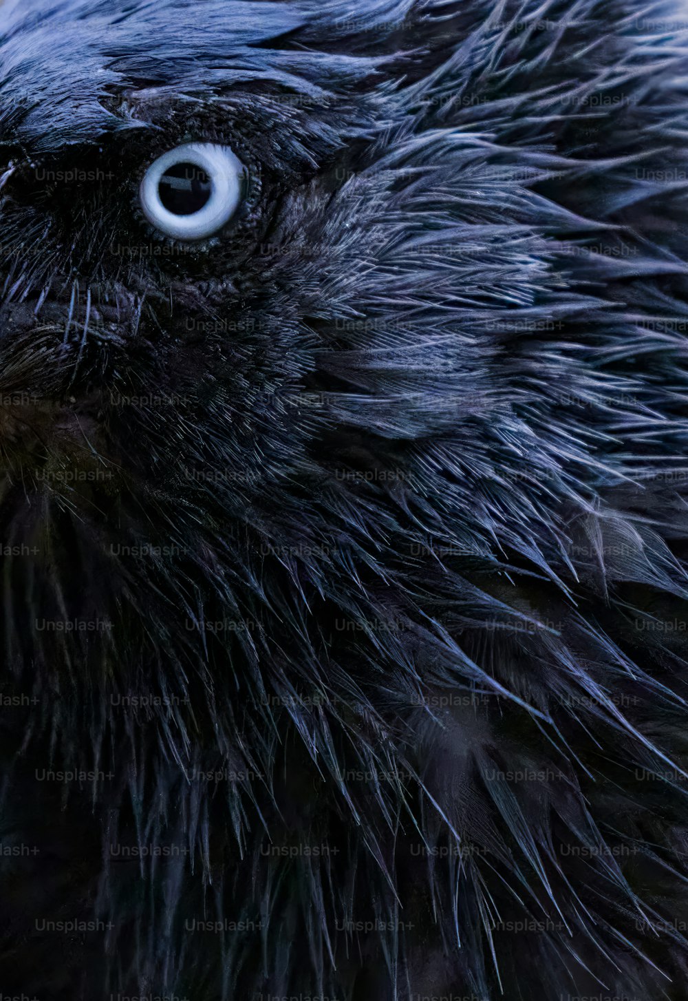 Un primer plano de un pájaro negro con ojos muy grandes