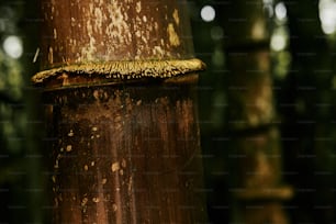 a close up of a tree trunk with moss growing on it