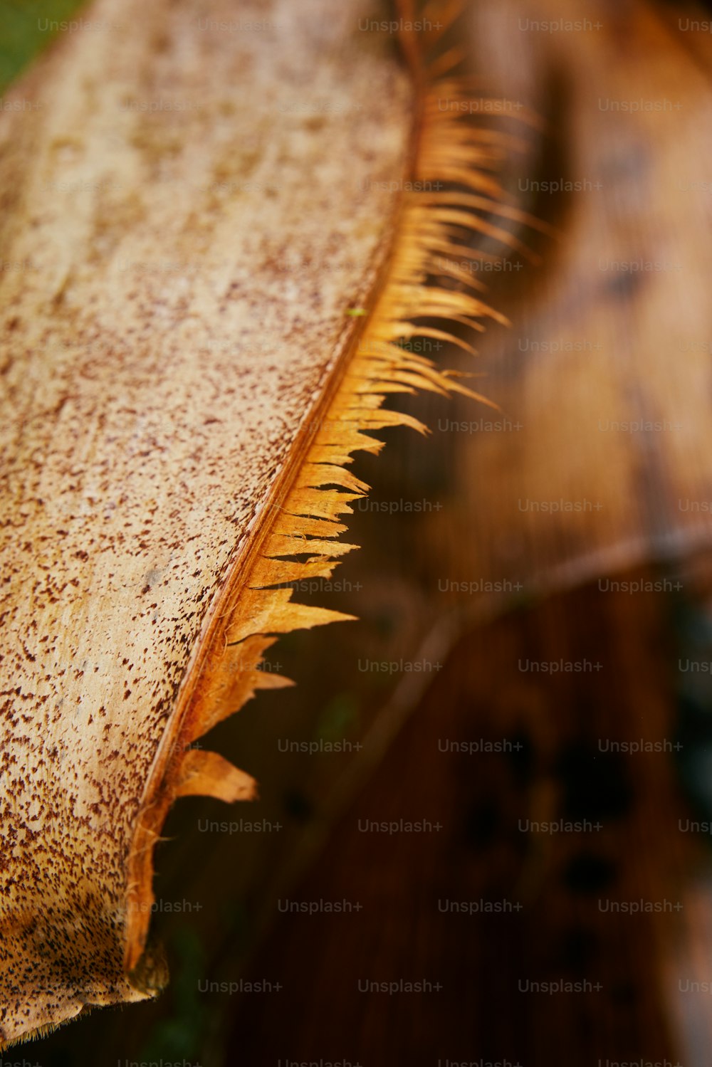 a close up of a leaf on a table