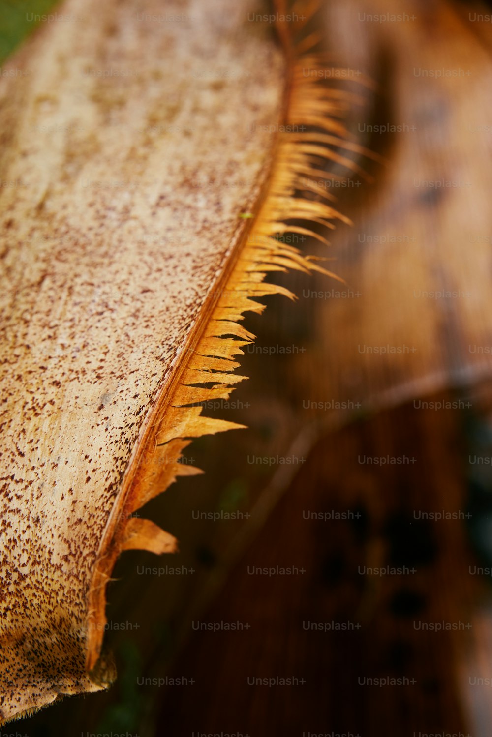 um close up de uma folha em uma mesa