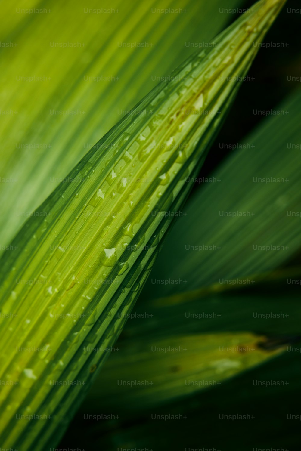 a close up of a green leaf with water drops