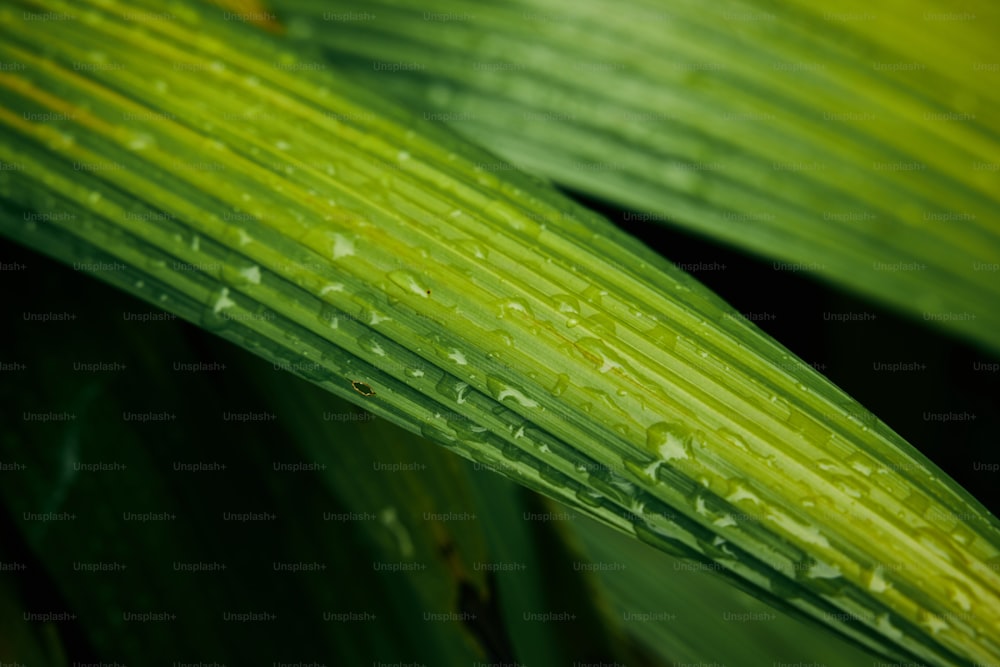 水滴のついた緑の葉の接写