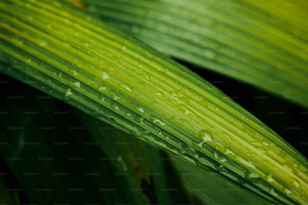 a close up of a green leaf with water droplets