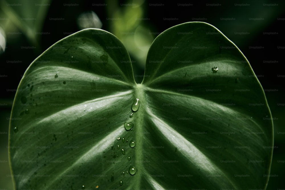 a large green leaf with drops of water on it