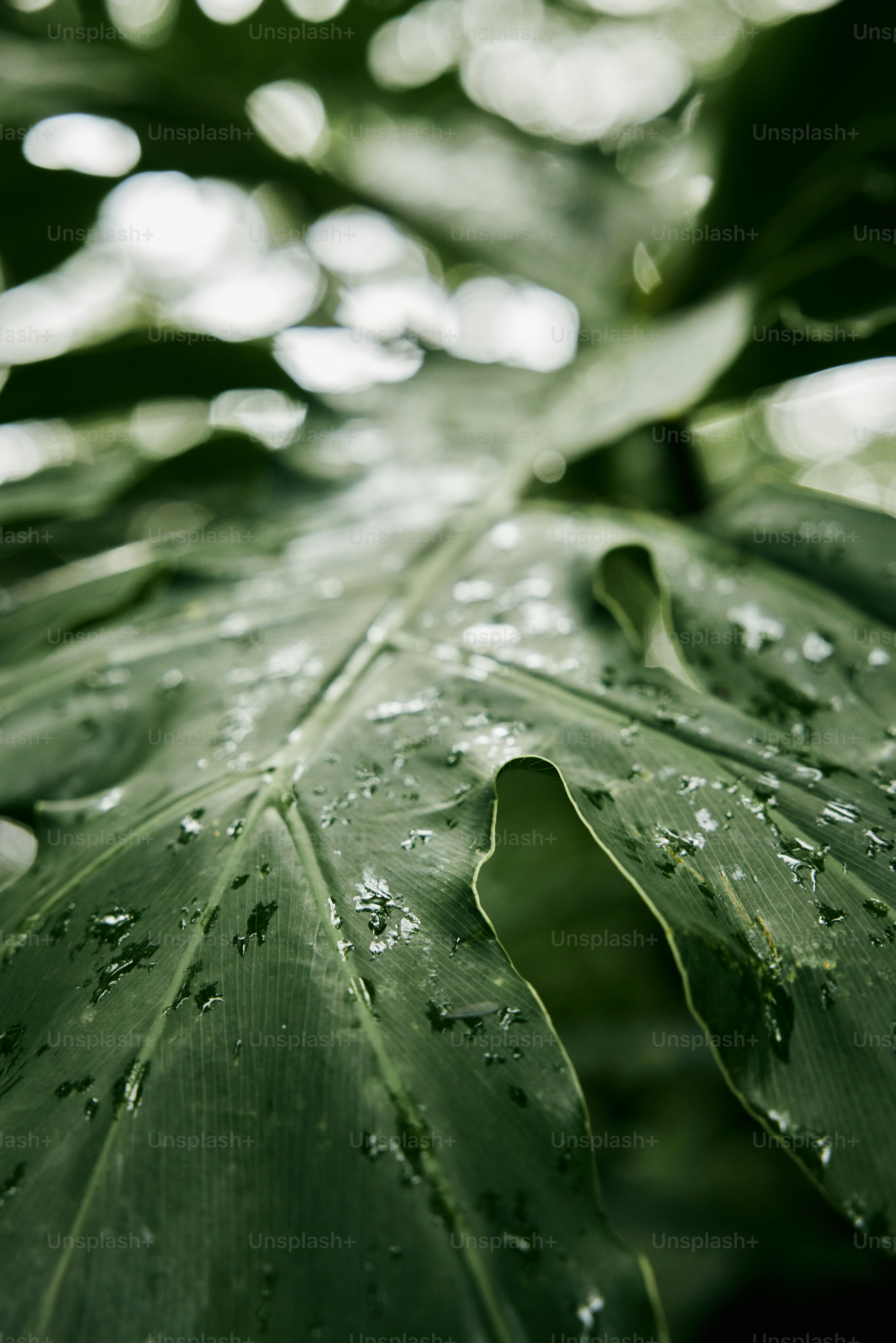 a large green leaf with drops of water on it