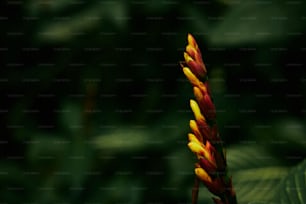 une fleur rouge et jaune avec des feuilles vertes en arrière-plan