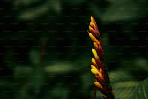 a red and yellow flower with green leaves in the background