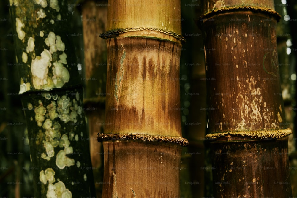 a close up of a group of bamboo trees