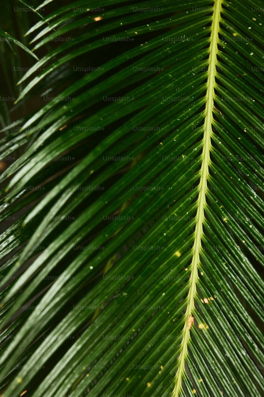 a close up view of a green leaf