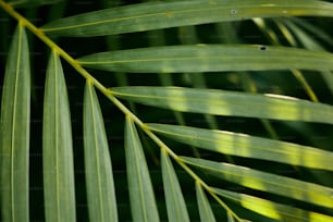 Eine Nahaufnahme eines grünen Palmblattes