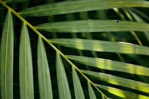 a close up of a green palm leaf