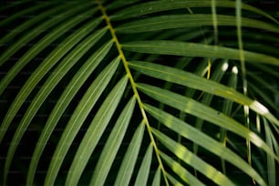 a close up view of a palm leaf