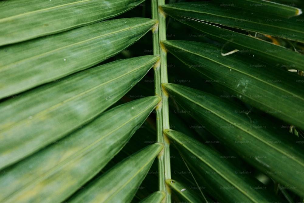 a close up of a large green leaf