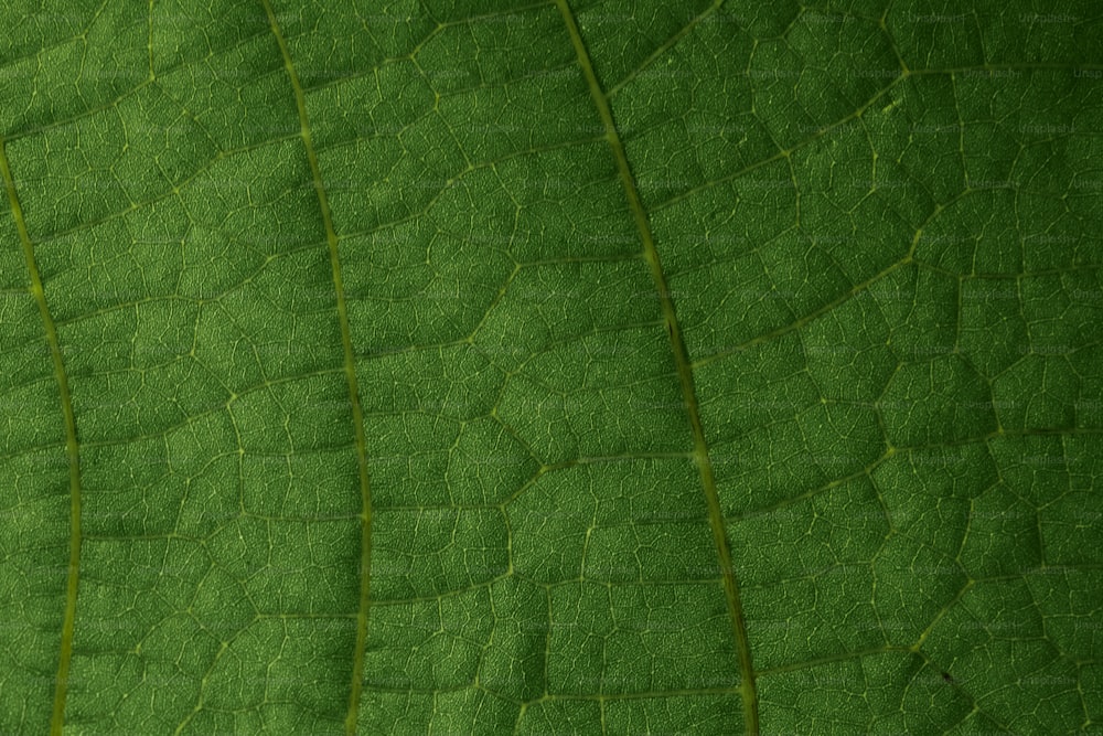 a close up view of a green leaf