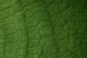 a close up view of a green leaf